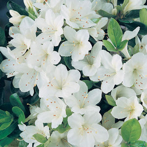 Azalea 'Girard's Pleasant White'