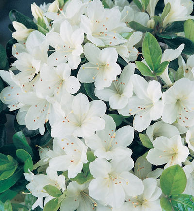 Azalea 'Girard's Pleasant White'