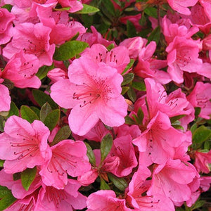 Azalea 'Girard's Renée Michelle'