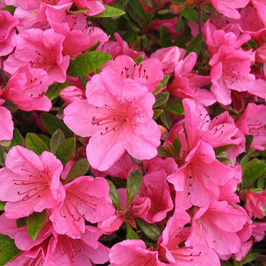 Azalea 'Girard's Renée Michelle'