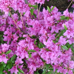 Azalea 'Herbert' Red-Violet