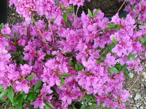 Azalea 'Herbert' Red-Violet