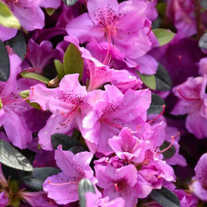 Azalea 'Karen'