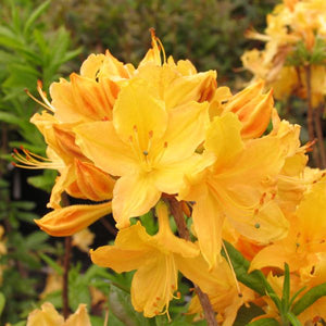 Azalea 'Golden Lights'