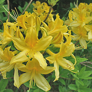 Azalea 'Lemon Lights'