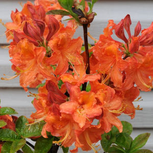 Azalea 'Mandarin Lights'