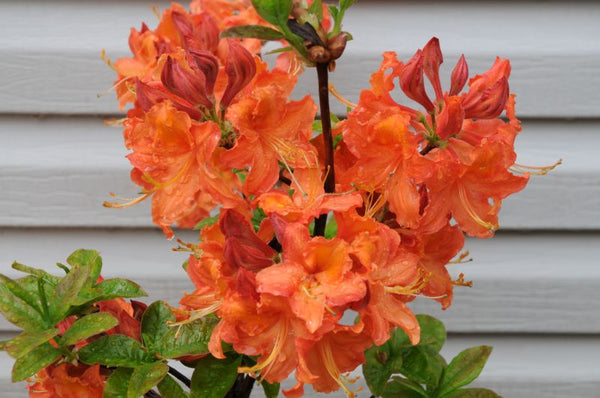 Azalea 'Mandarin Lights'