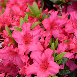 Azalea 'Girard's Rose'