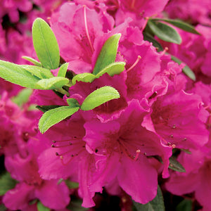 Azalea 'Girard's Fuchsia'