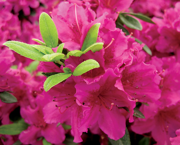 Azalea 'Girard's Fuchsia'