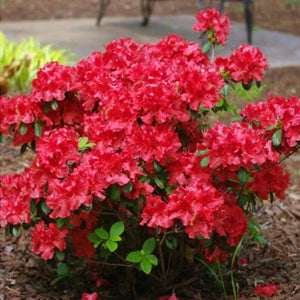 Azalea 'Red Demon'