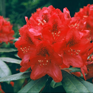 Rhododendron 'Nova Zembla'