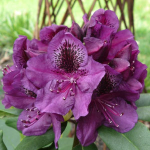 Rhododendron 'Lee's dark purple'