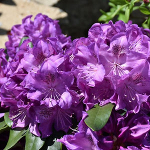 Rhododendron 'Florence Parks'