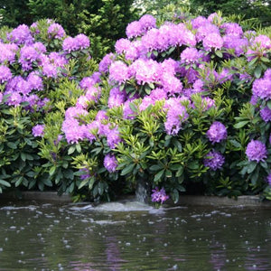 Rhododendron 'Boursault'