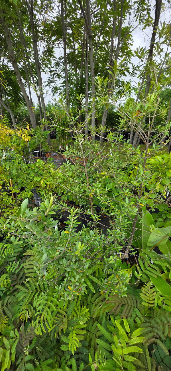 Olivier European Olea europaea