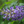 Glycine AUNT DEE - wisteria