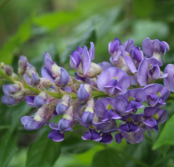 Glycine AUNT DEE - wisteria