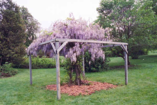 Glycine AUNT DEE - wisteria
