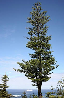 Pin de Norfolk - Araucaria heterophylla