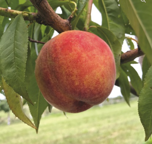 Pêchers et Nectarines