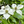 Cornouiller de Chine (Cornus kousa var. chinensis)