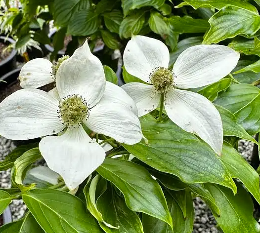 Cornouiller de Chine (Cornus kousa var. chinensis)