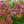 Cornouiller de Chine (Cornus kousa var. chinensis)
