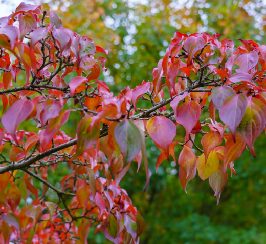 Cornouiller de Chine (Cornus kousa var. chinensis)