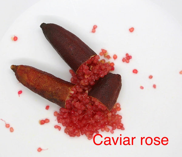 Lime Caviar 'Caviar Rose' sur porte greffe
