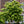 Gainier du Canada Cercis canadensis 'Hearts of Gold'