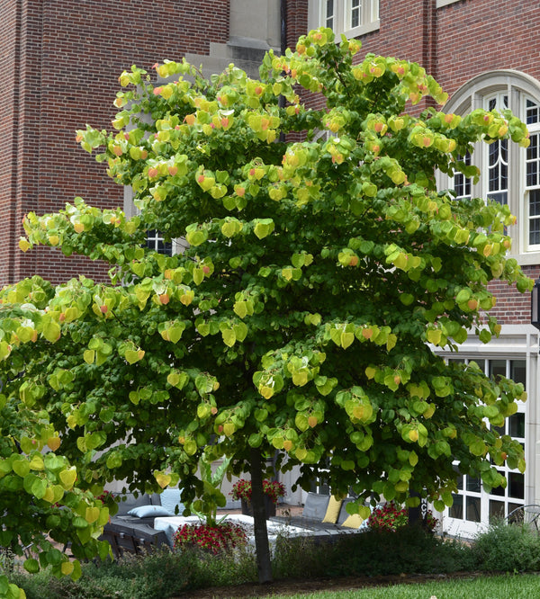 Gainier du Canada Cercis canadensis 'Hearts of Gold'
