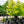 Gainier du Canada Cercis canadensis 'Hearts of Gold'