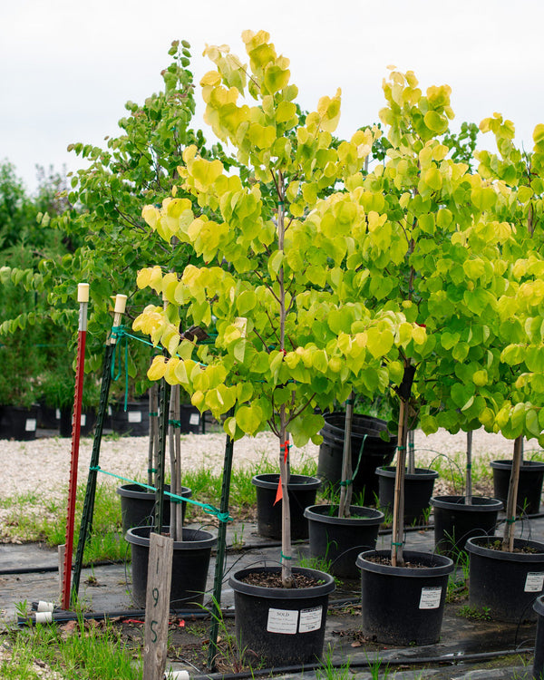 Gainier du Canada Cercis canadensis 'Hearts of Gold'
