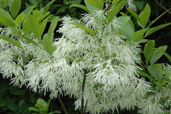 Arbre des Neiges Chionanthus virginicus