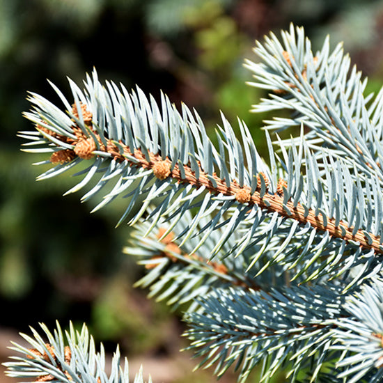 Épinette bleue du Colorado (Crystal Blue) (Picea pungens Glauca)