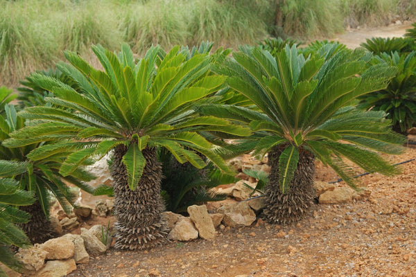 Cycas revoluta