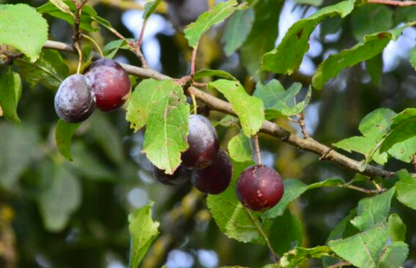Prunier européen DELICATE semi-nain (MUSTANG)