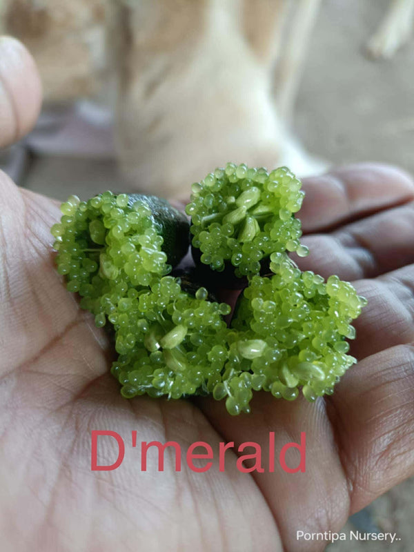 Lime Caviar 'Emerald' sur porte greffe