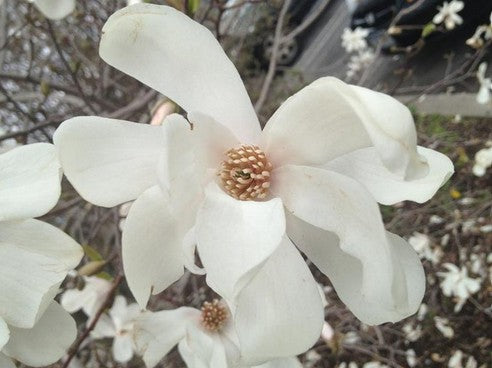 Magnolia x loebneri Dr Merril