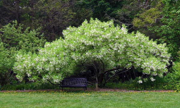 Arbre des Neiges Chionanthus virginicus