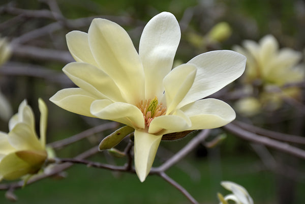 Magnolia GOLDSTAR
