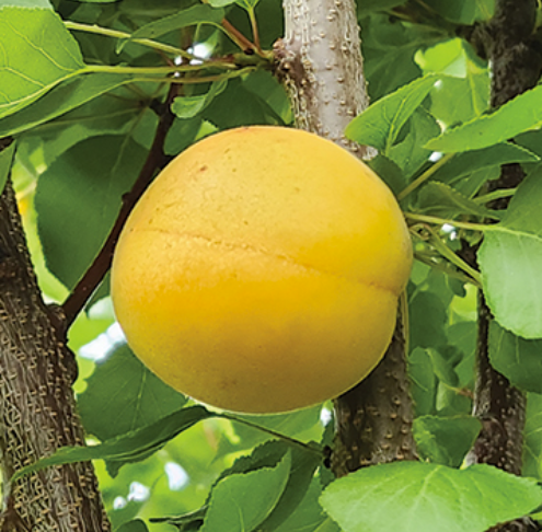 Abricotier HOYT MONTROSE semi-nain (St Julien A)