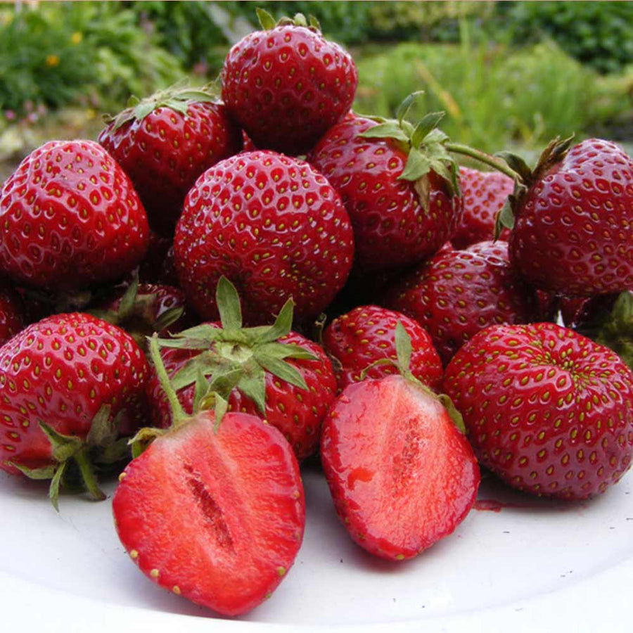 Fraisiers