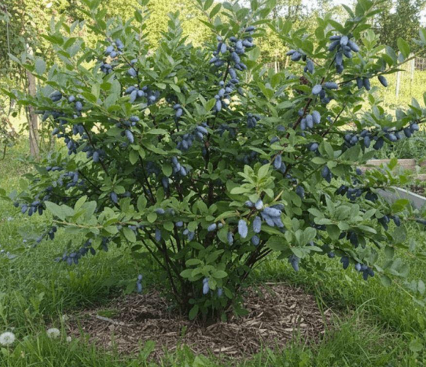 Camerisier INDIGO GEM
