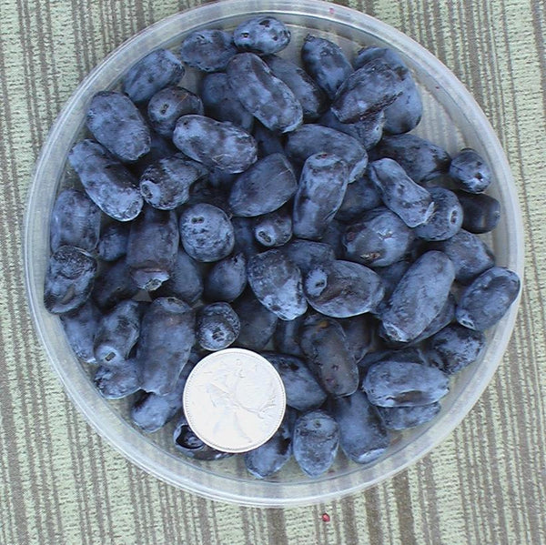 Camerisier INDIGO TREAT