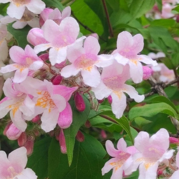 Kolkwitzia amabilis / Kolkwitzia ravissant (Kolkwitzia amabilis)