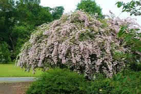 Kolkwitzia amabilis / Kolkwitzia ravissant (Kolkwitzia amabilis)