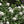 viorne boule de neige parfumée - 'Viburnum X Carlcephalum'