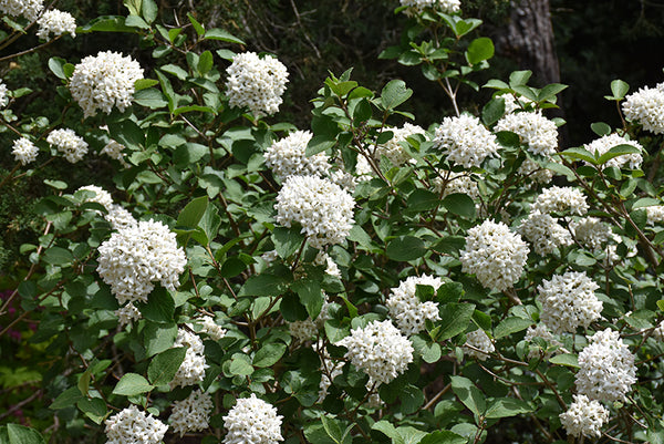 viorne boule de neige parfumée - 'Viburnum X Carlcephalum'
